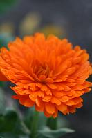 IMG_1122 orange flower pretty artsy